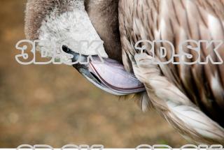 Head texture of gray flamingo 0006